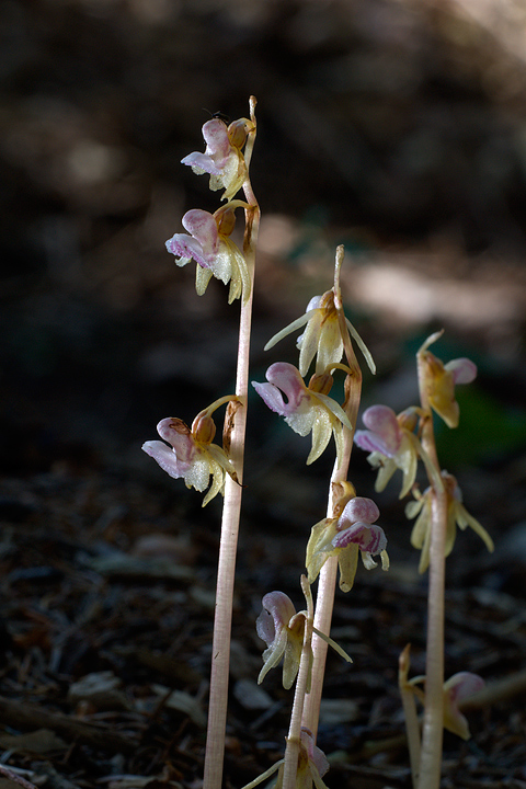 Epipogium aphyllum